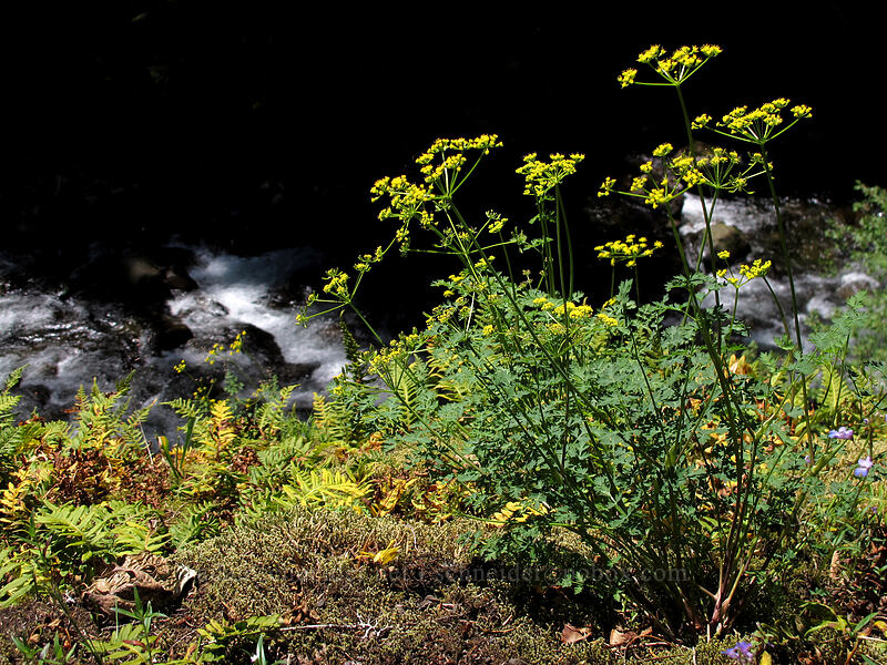 Cascade desert parsley (Lomatium martindalei) [Eagle Creek Trail, Columbia River Gorge, Hood River County, Oregon]