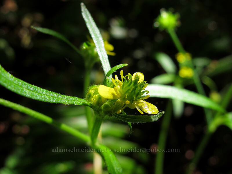 little buttercup (Ranunculus uncinatus) [Eagle Creek Trail, Columbia River Gorge, Hood River County, Oregon]