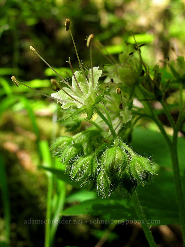 Pacific waterleaf (Hydrophyllum tenuipes) [Wy'East Creek, Columbia River Gorge, Hood River County, Oregon]