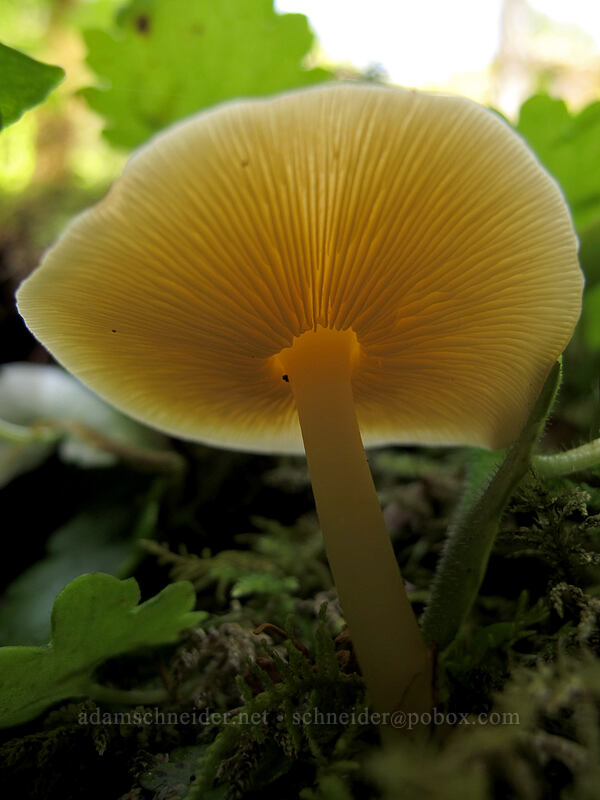 mushroom [Wy'East Creek, Columbia River Gorge, Hood River County, Oregon]