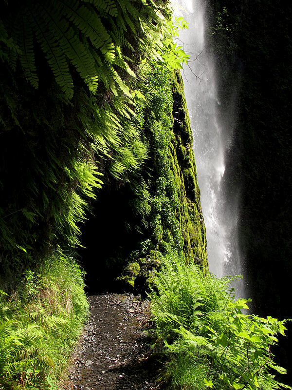 Tunnel Falls' tunnel [Eagle Creek Trail, Columbia River Gorge, Hood River County, Oregon]