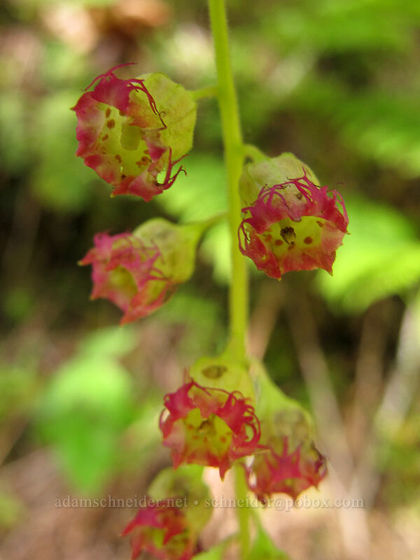 fringe cup (Tellima grandiflora) [Eagle Creek Trail, Columbia River Gorge, Hood River County, Oregon]