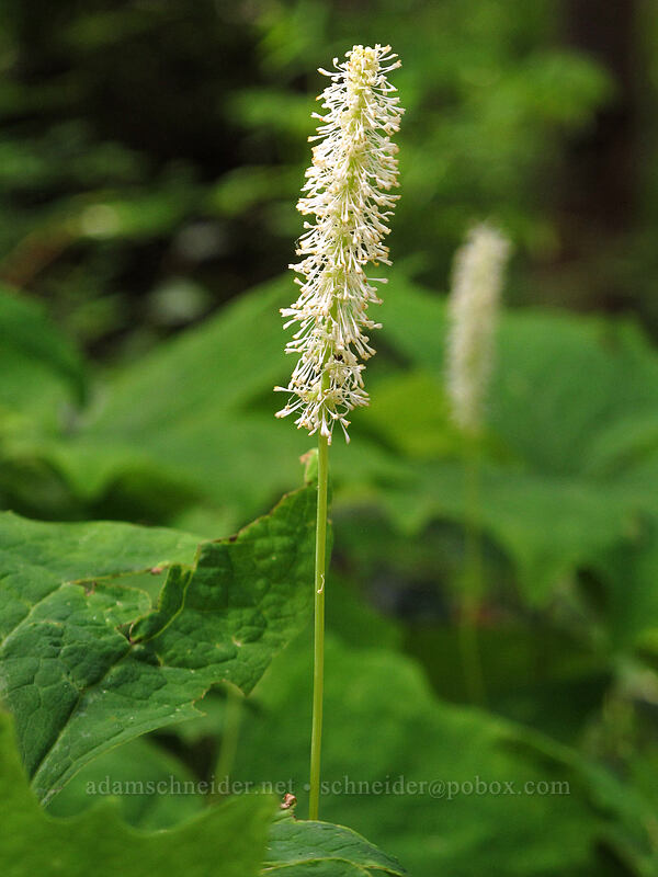 vanilla-leaf (Achlys triphylla) [Eagle Creek Trail, Columbia River Gorge, Hood River County, Oregon]