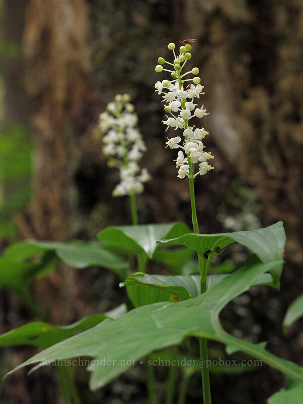 false lily-of-the-valley (Maianthemum dilatatum) [Eagle Creek Trail, Columbia River Gorge, Hood River County, Oregon]