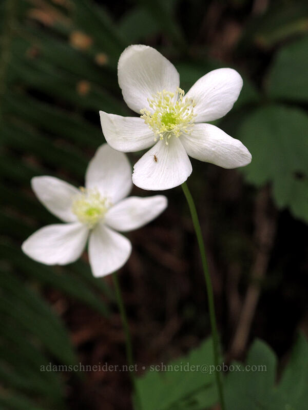 Columbia windflower (Anemone deltoidea (Anemonastrum deltoideum)) [Eagle Creek Trail, Columbia River Gorge, Hood River County, Oregon]