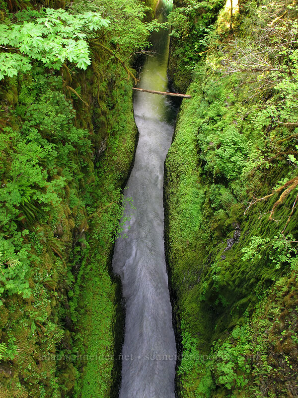 narrow gorge below High Bridge [Eagle Creek Trail, Columbia River Gorge, Hood River County, Oregon]