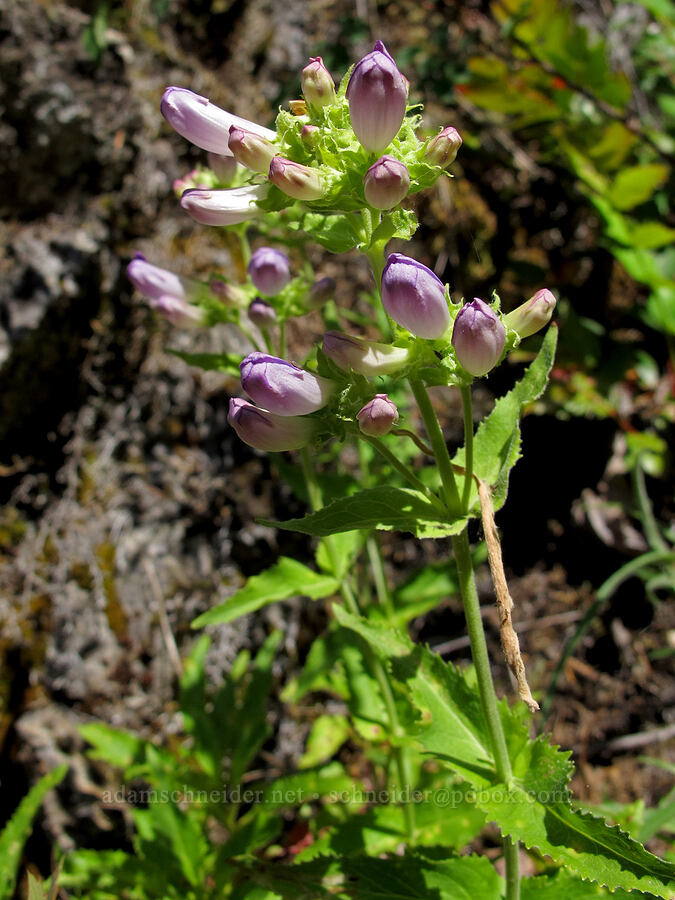 Cascade penstemon (Penstemon serrulatus) [Elk Mountain Trail, Tillamook State Forest, Tillamook County, Oregon]