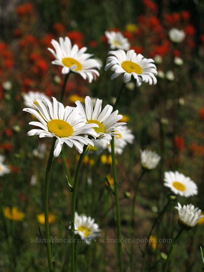ox-eye daisies (Chrysanthemum leucanthemum) [Elk Mountain Trail, Tillamook State Forest, Tillamook County, Oregon]