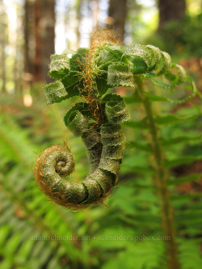 sword fern, looking like an elephant (Polystichum munitum) [Elk Mountain Trail, Tillamook State Forest, Tillamook County, Oregon]