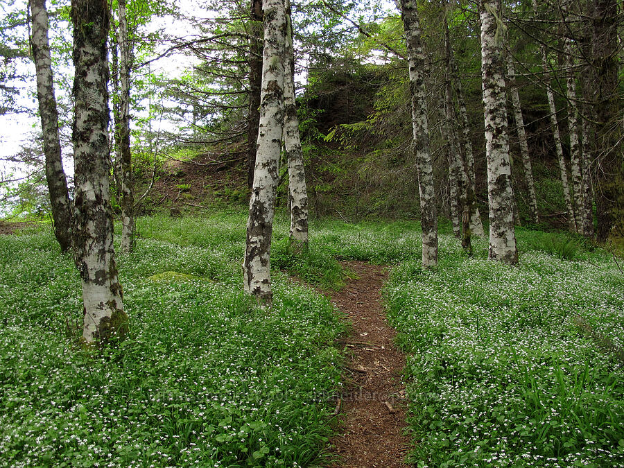 candyflower glade (Claytonia sibirica) [Elk Mountain Trail, Tillamook State Forest, Tillamook County, Oregon]