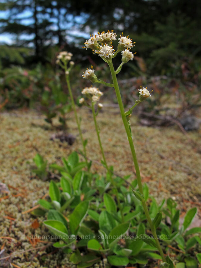 slender pussy-toes (Antennaria racemosa) [Elk Mountain Trail, Tillamook State Forest, Tillamook County, Oregon]