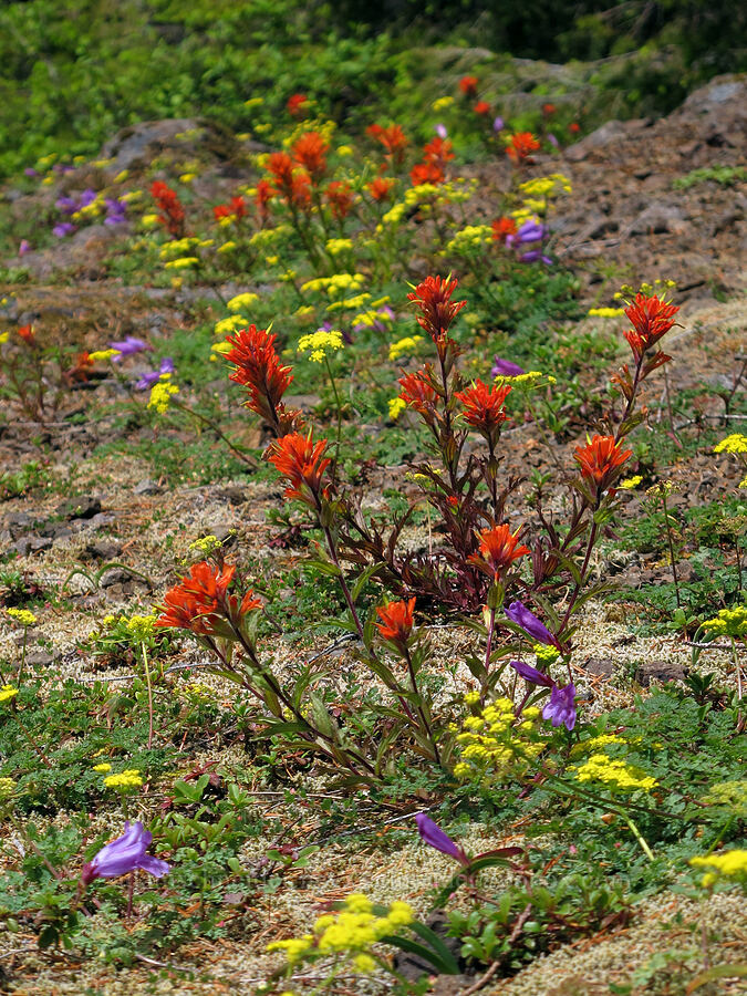 wildflowers (Castilleja hispida, Lomatium martindalei, Penstemon cardwellii) [Elk Mountain Trail, Tillamook State Forest, Tillamook County, Oregon]