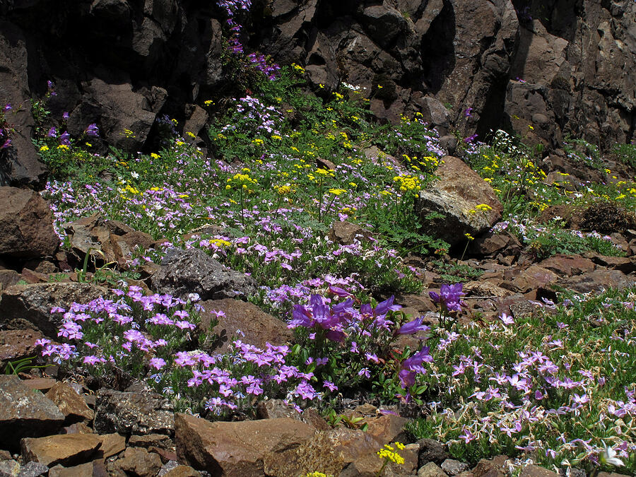 rock garden (Phlox diffusa, Lomatium martindalei, Penstemon cardwellii) [Kings Mountain Trail, Tillamook State Forest, Tillamook County, Oregon]