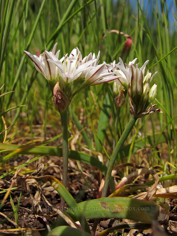 scalloped onion (Allium crenulatum) [Kings Mountain summit, Tillamook State Forest, Tillamook County, Oregon]