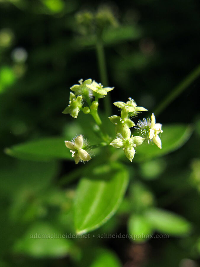 Oregon bedstraw (Galium oreganum) [Wilson River Trail, Tillamook State Forest, Tillamook County, Oregon]