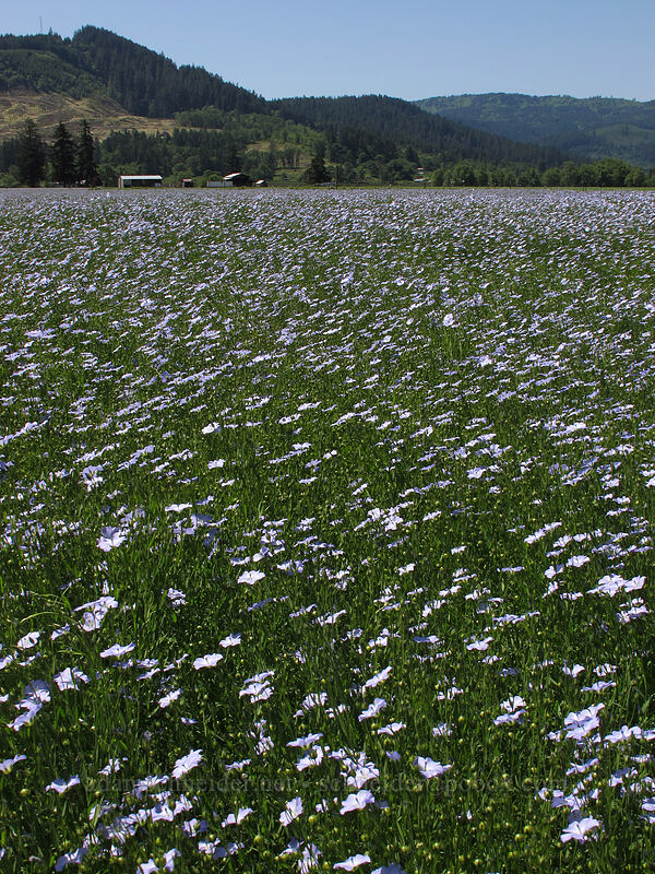 field of blue flax (Linum sp.) [Highway 228, Linn County, Oregon]