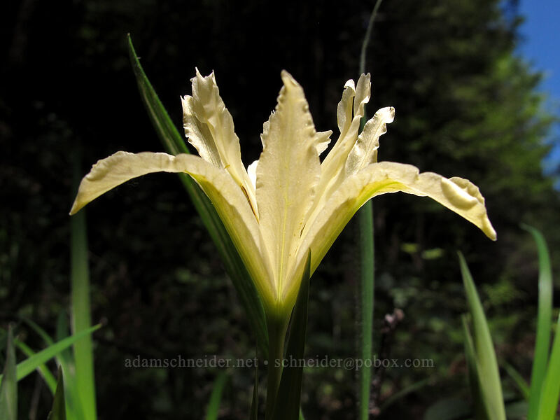 yellow-leaf iris (Iris chrysophylla) [Horse Rock Ridge trailhead, Linn County, Oregon]