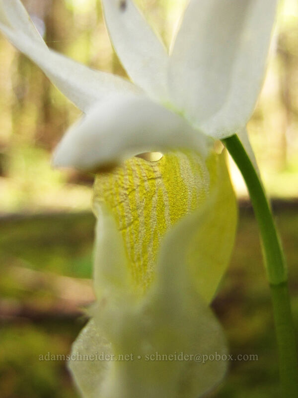 calypso orchid, white form (Calypso bulbosa) [Horse Rock Ridge, Linn County, Oregon]