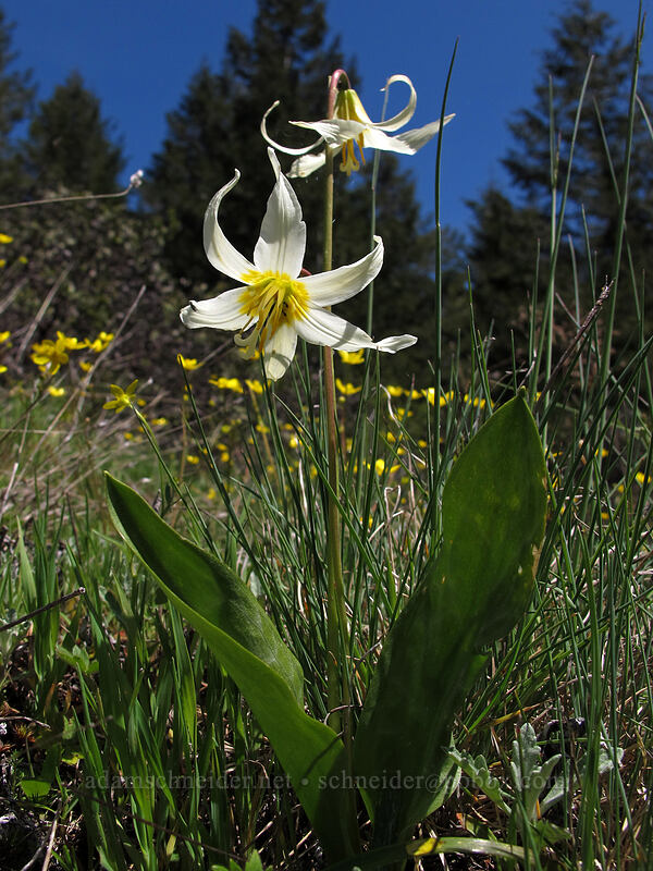 Oregon fawn lily (Erythronium oregonum) [Horse Rock Ridge, Linn County, Oregon]
