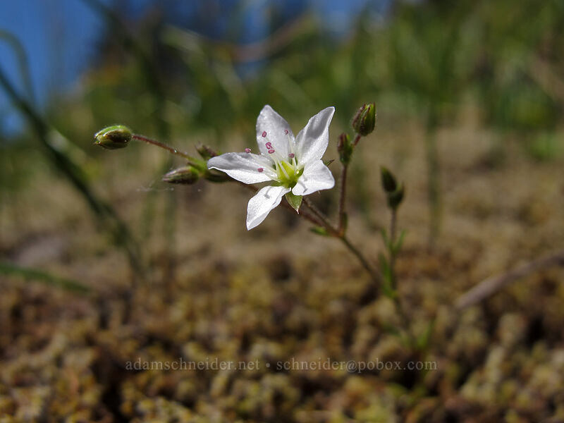 slender sandwort (Minuartia tenella (Sabulina macra)) [Horse Rock Ridge, Linn County, Oregon]