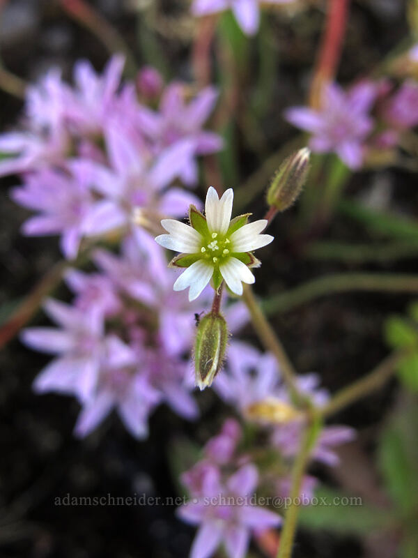 nodding chickweed (and onions) (Cerastium nutans, Allium crenulatum) [Horse Rock Ridge, Linn County, Oregon]