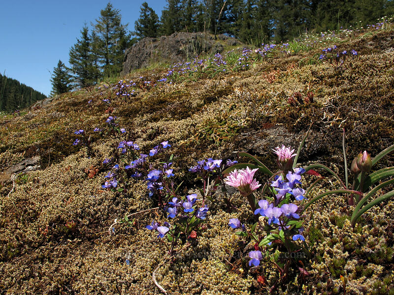 onions & blue-eyed mary (Allium crenulatum, Collinsia sp.) [Horse Rock Ridge, Linn County, Oregon]