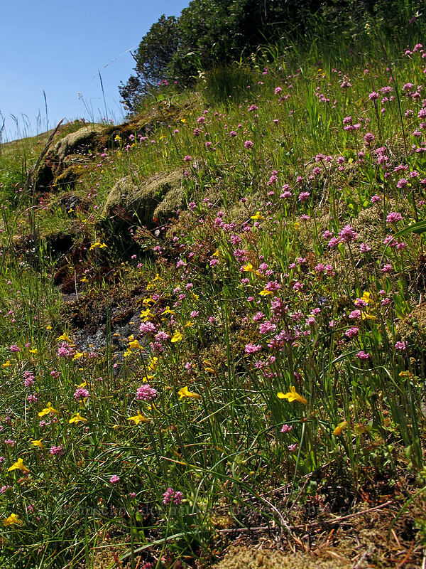 rosy plectritis & monkeyflower (Erythranthe sp. (Mimulus sp.), Plectritis congesta) [Horse Rock Ridge, Linn County, Oregon]