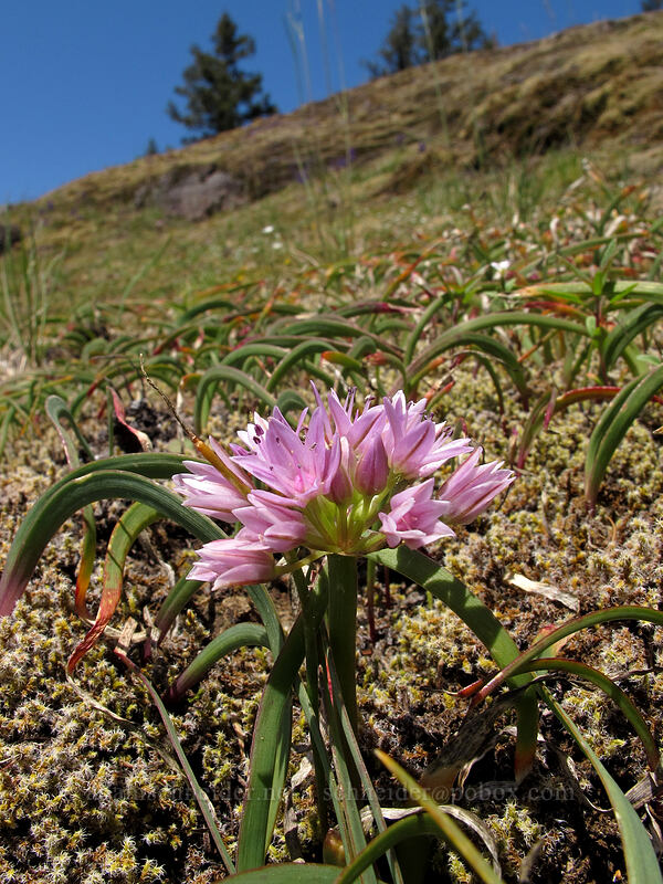 scalloped onion (Allium crenulatum) [Horse Rock Ridge, Linn County, Oregon]