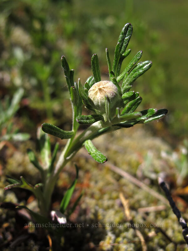 Oregon sunshine, budding (Eriophyllum lanatum) [Horse Rock Ridge, Linn County, Oregon]