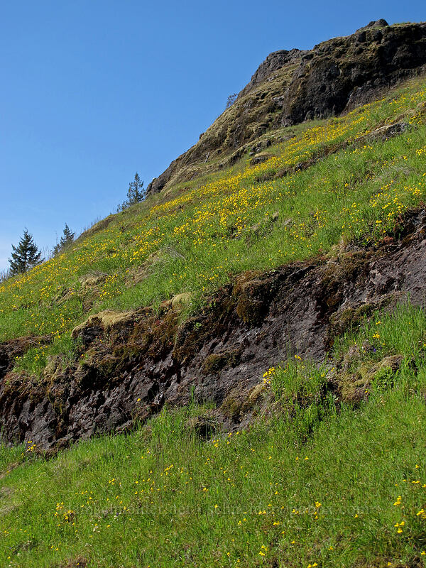 fields of monkeyflower (Erythranthe sp. (Mimulus sp.)) [Horse Rock Ridge, Linn County, Oregon]