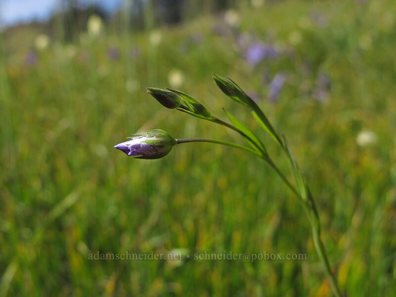 blue flax, budding (Linum lewisii (Linum perenne var. lewisii)) [Horse Rock Ridge, Linn County, Oregon]