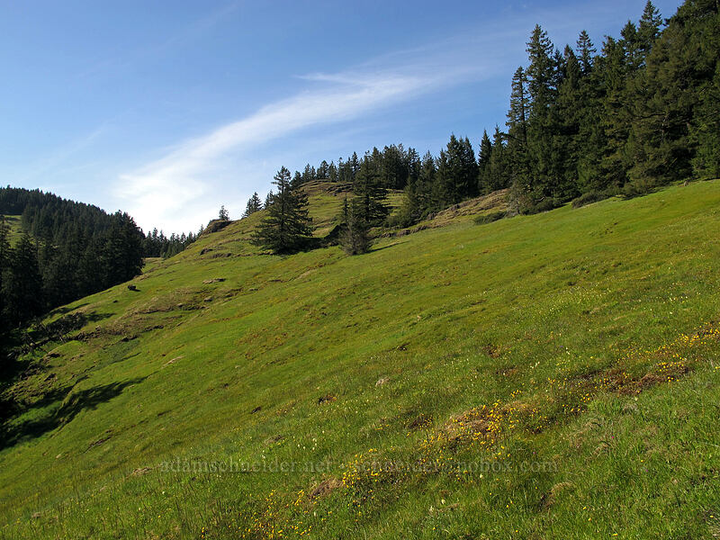 southeast meadows of Horse Rock Ridge [Horse Rock Ridge, Linn County, Oregon]