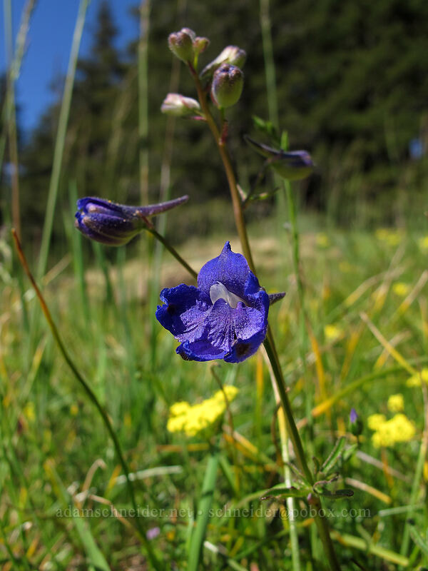 Menzies' larkspur (Delphinium menziesii) [Horse Rock Ridge, Linn County, Oregon]