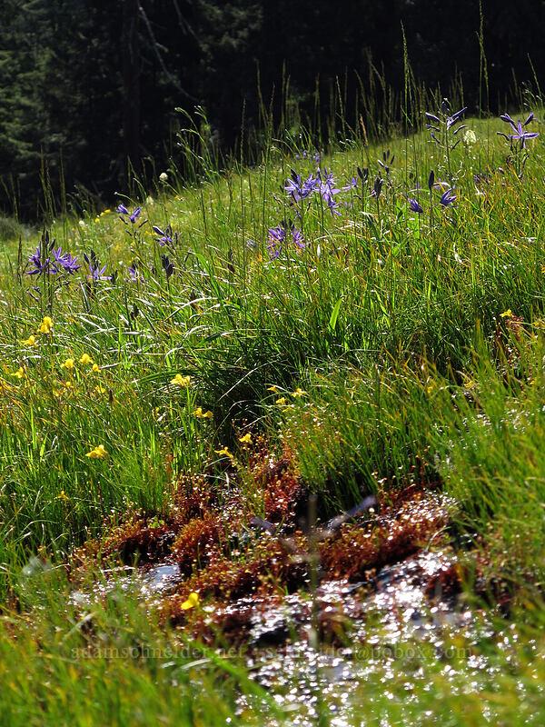 wet meadow [Horse Rock Ridge, Linn County, Oregon]