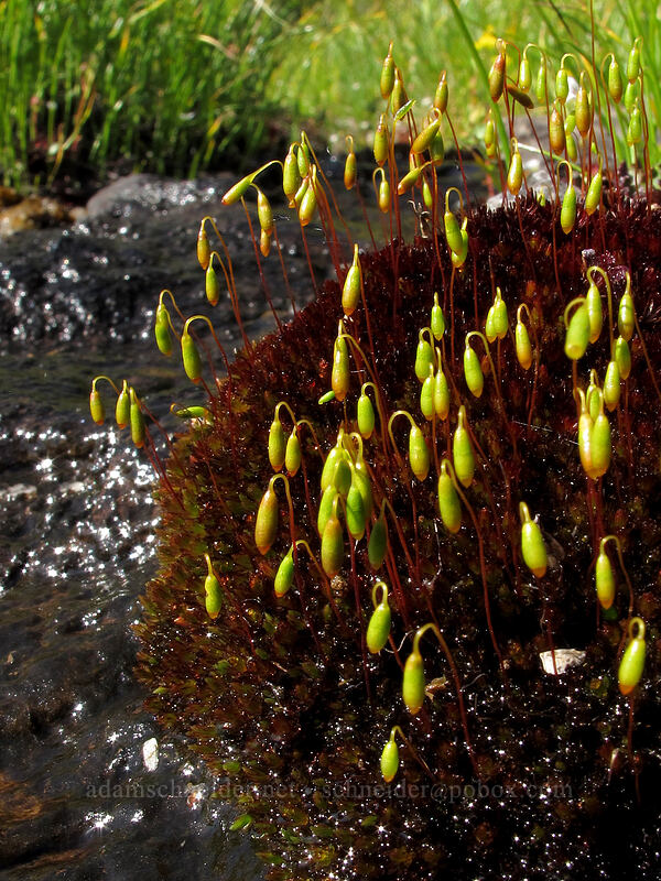 moss [Horse Rock Ridge, Linn County, Oregon]