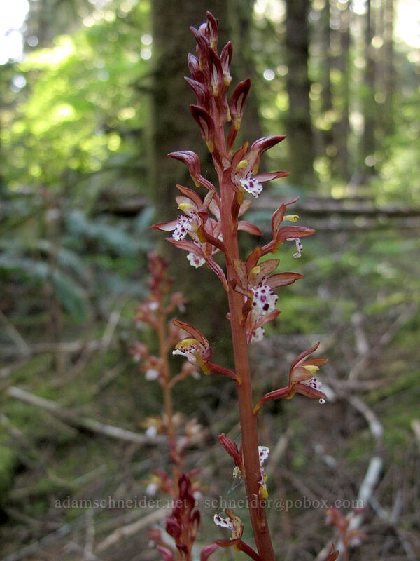 spotted coral-root orchid (Corallorhiza maculata) [Horse Rock Ridge, Linn County, Oregon]