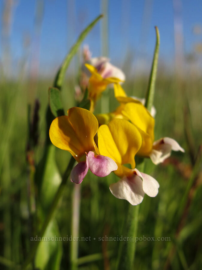 harlequin lotus (Hosackia gracilis (Lotus formosissimus)) [Meadowlark Prairie, Eugene, Lane County, Oregon]