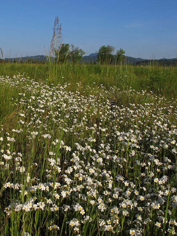 rusty popcorn flower (Plagiobothrys nothofulvus) [Meadowlark Prairie, Eugene, Lane County, Oregon]