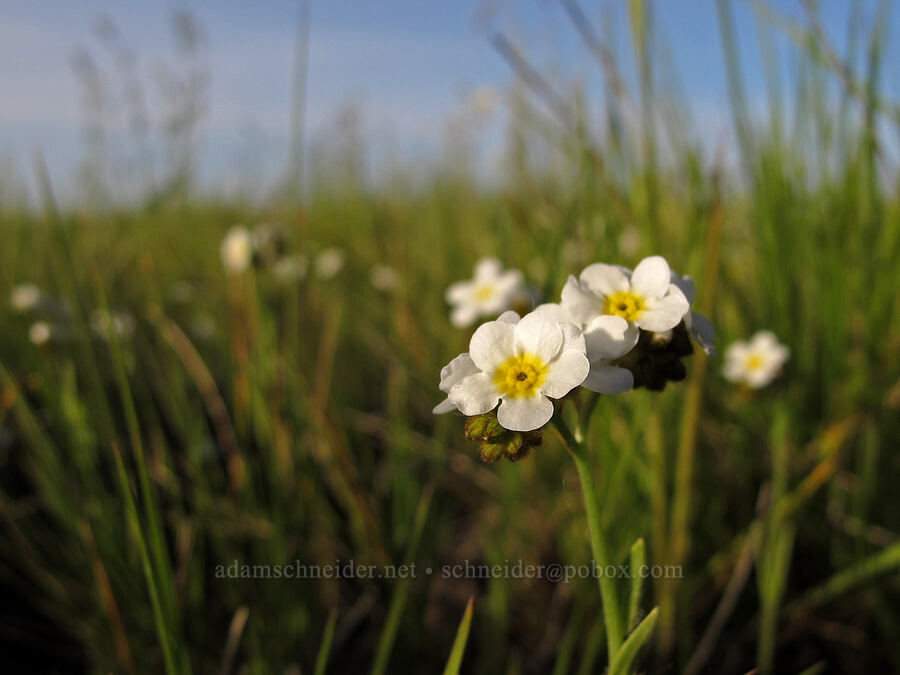 rusty popcorn flower (Plagiobothrys nothofulvus) [Meadowlark Prairie, Eugene, Lane County, Oregon]