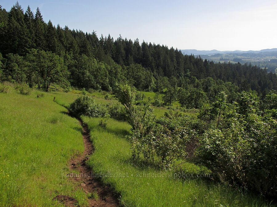 slopes of Mt. Pisgah [Mount Pisgah, Lane County, Oregon]