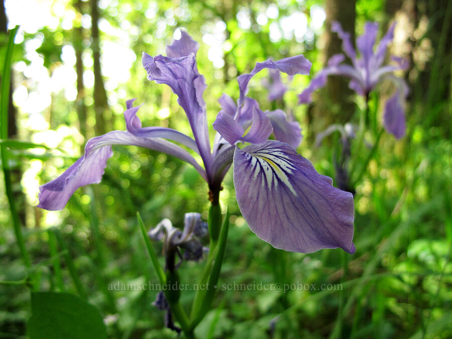 Oregon iris (Iris tenax) [Mount Pisgah, Lane County, Oregon]