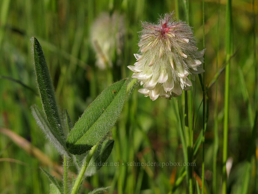 woolly-head clover (Trifolium eriocephalum) [Mount Pisgah, Lane County, Oregon]