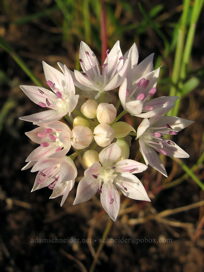 narrow-leaf onion (Allium amplectens) [Mount Pisgah, Lane County, Oregon]