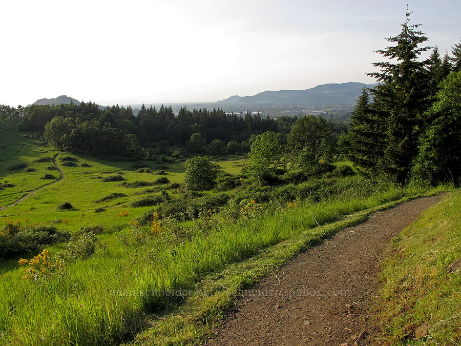 spring meadow [Mount Pisgah, Lane County, Oregon]