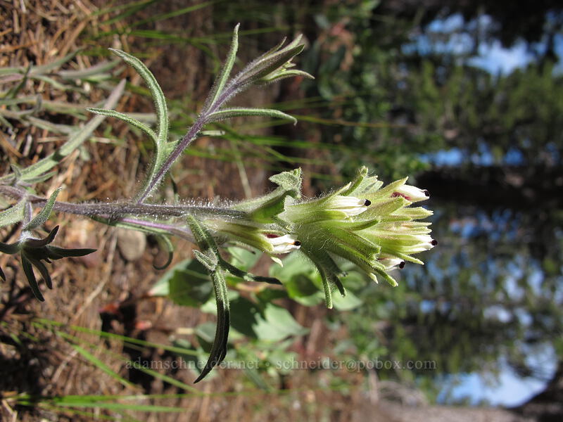 alpine paintbrush (Castilleja nana) [Pacific Crest Trail, Mokelumne Wilderness, Alpine County, California]
