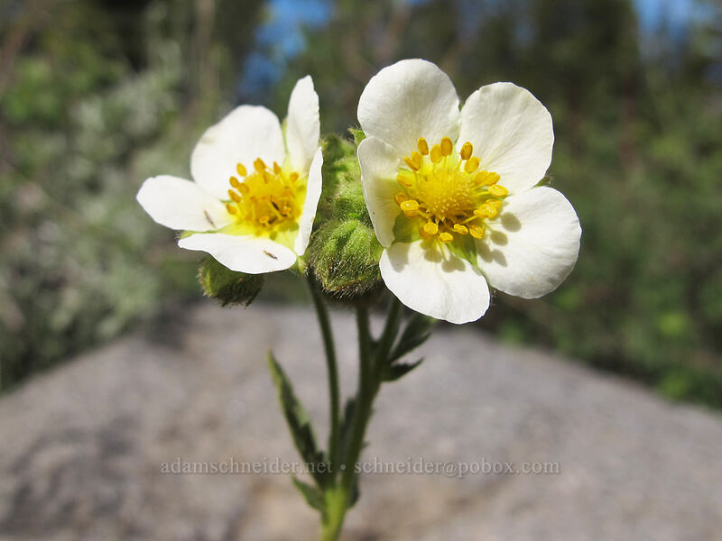 white cinquefoil (Drymocallis lactea (Potentilla glandulosa)) [Pacific Crest Trail, Mokelumne Wilderness, Alpine County, California]