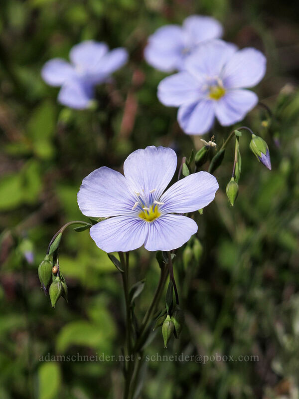 blue flax (Linum lewisii (Linum perenne var. lewisii)) [Pacific Crest Trail, Mokelumne Wilderness, Alpine County, California]