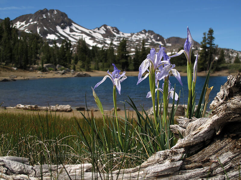 western blue flag iris, Frog Lake, & Round Top (Iris missouriensis) [Frog Lake, Mokelumne Wilderness, Alpine County, California]
