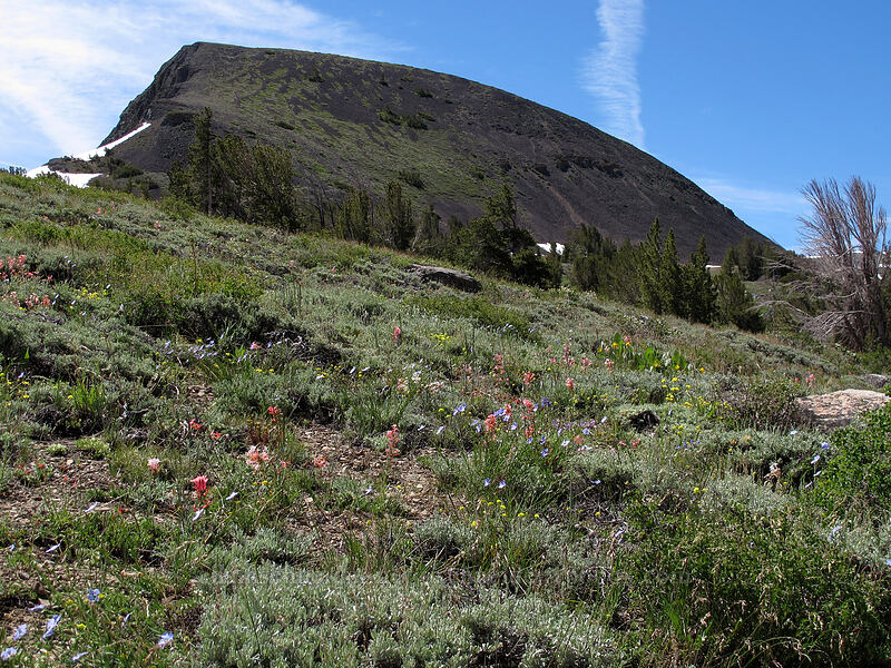 Elephant's Back & wildflowers [Pacific Crest Trail, Mokelumne Wilderness, Alpine County, California]
