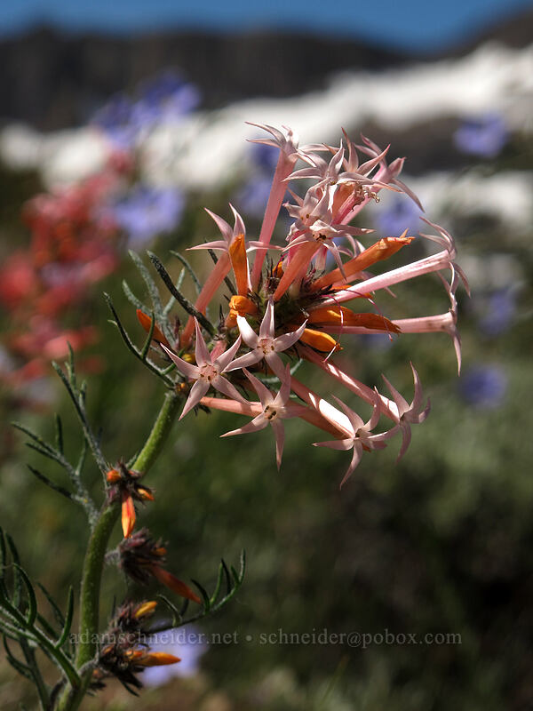 slender-tube skyrocket (Ipomopsis tenuituba) [Pacific Crest Trail, Mokelumne Wilderness, Alpine County, California]